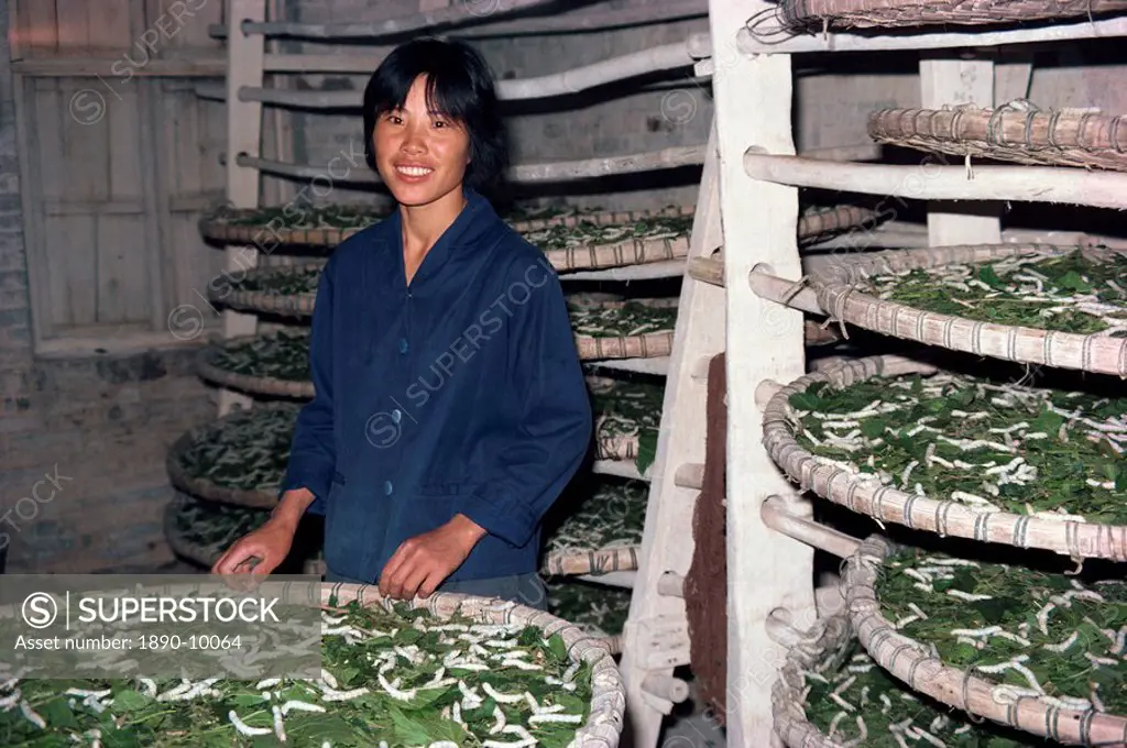 Woman working in Shajiao Commune growing silk worms, China, Asia