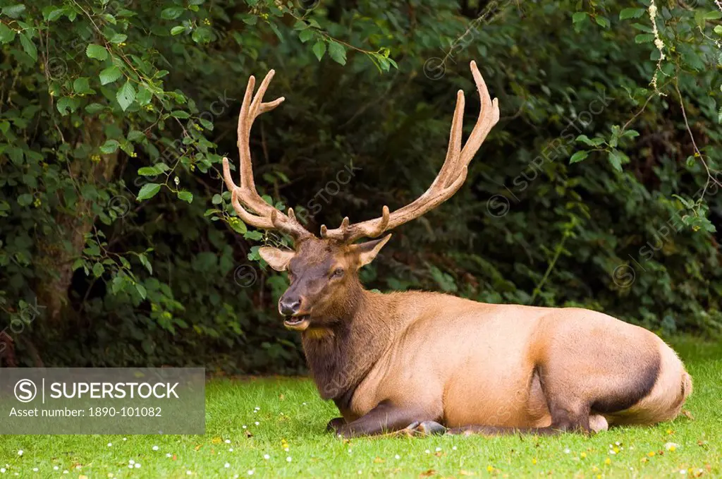 Roosevelt elk in Redwood National Park, California, United States of America, North America
