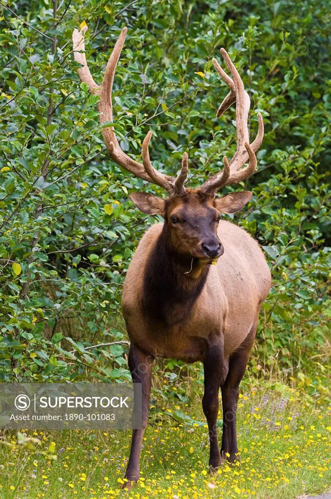 Roosevelt elk in Redwood National Park, California, United States of America, North America
