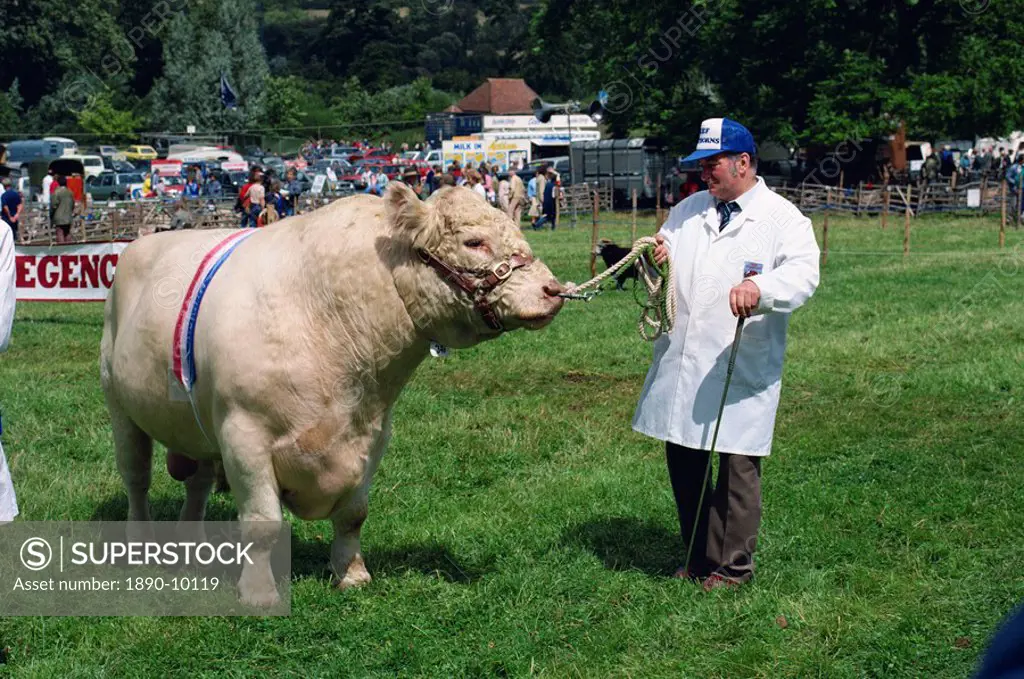 Man leading Beef Shorthorn rare breed bull at the Singleton Show, Singleton, Upper Hunter Valley, New South Wales, Australia, Pacific