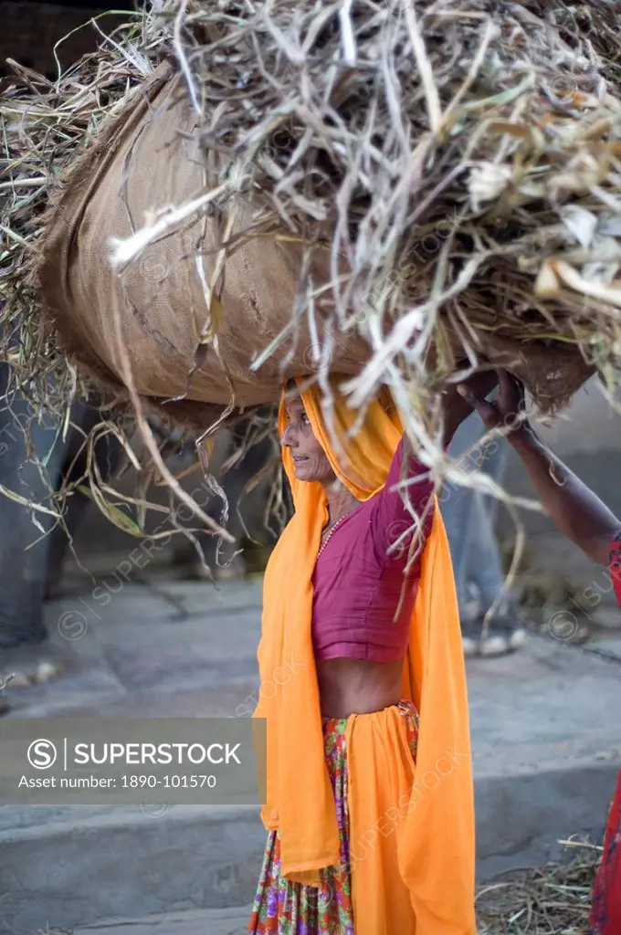 Woman in pink and orange carrying straw on her head to elephant stable, Amber, Rajasthan, India, Asia