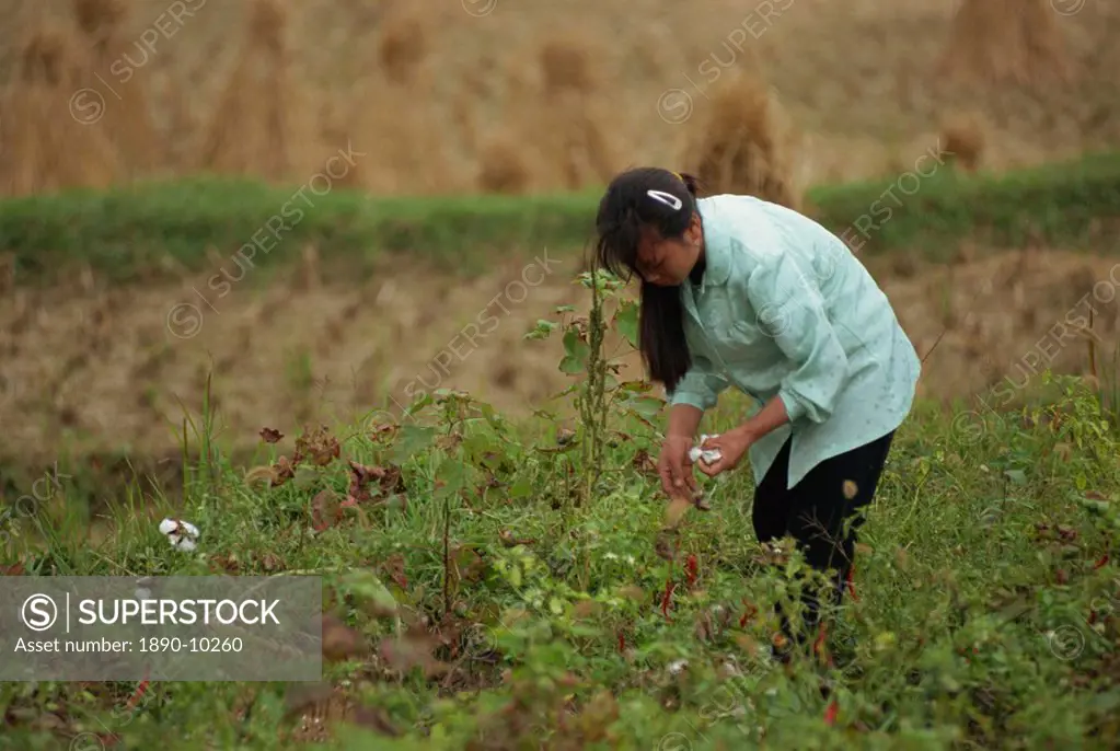 Picking cotton, Guizhou, China, Asia