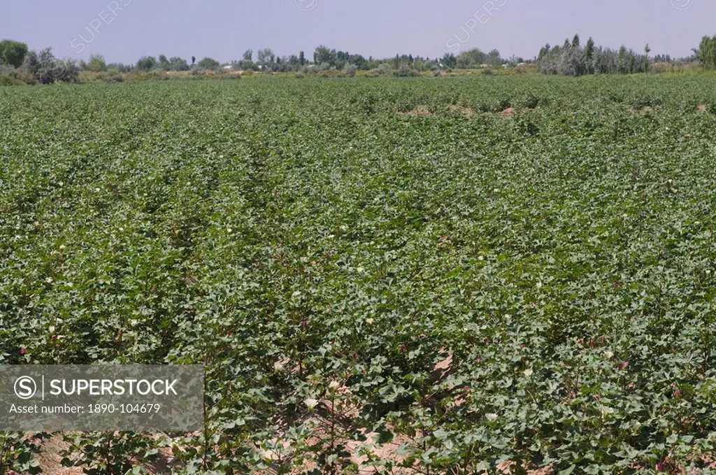 Cotton field, Karakalpakstan, Uzbekistan, Central Asia, Asia