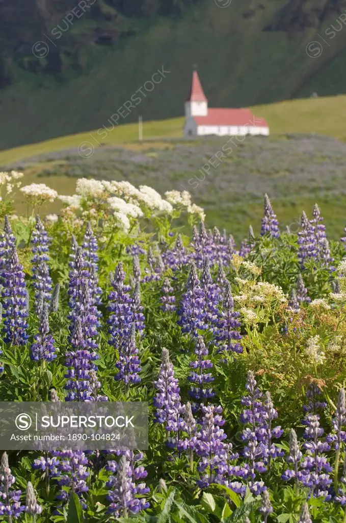 Church and flower meadow of lupins, Vik, Iceland, Polar Regions