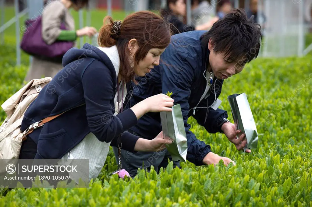Visitors to the Makinohara tea fields hand picking their own green tea leaves, Shizuoka, Japan, Asia
