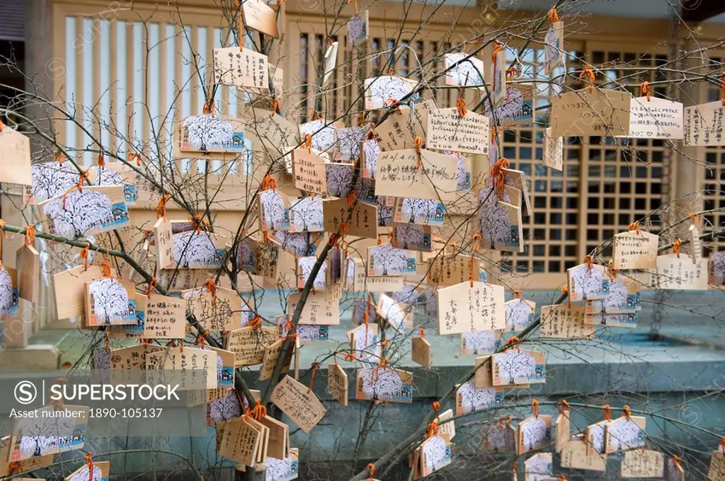 Wooden tablets called ema with messages to god hanging on a tree at a Japanese Shinto shrine, Japan, Asia