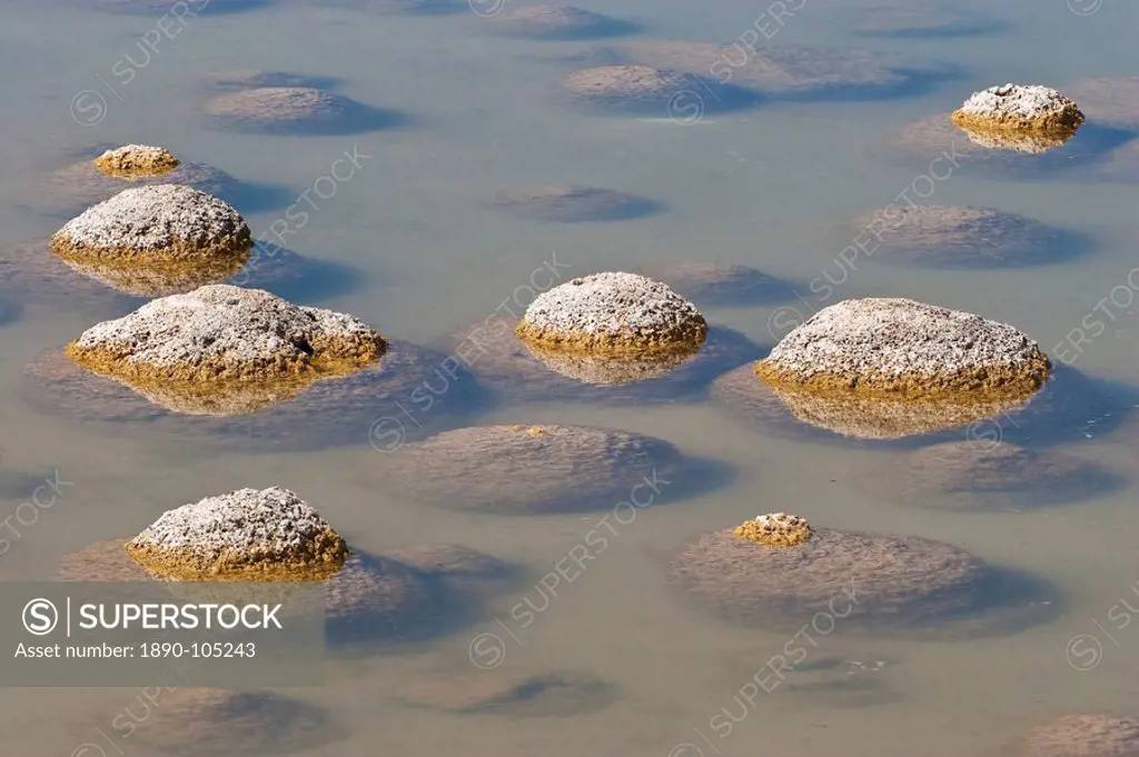 Thrombolites, a variey of microbialite or living rock that produce oxygen and deposit calcium carbonate, similar to some of the earliest fossil forms ...