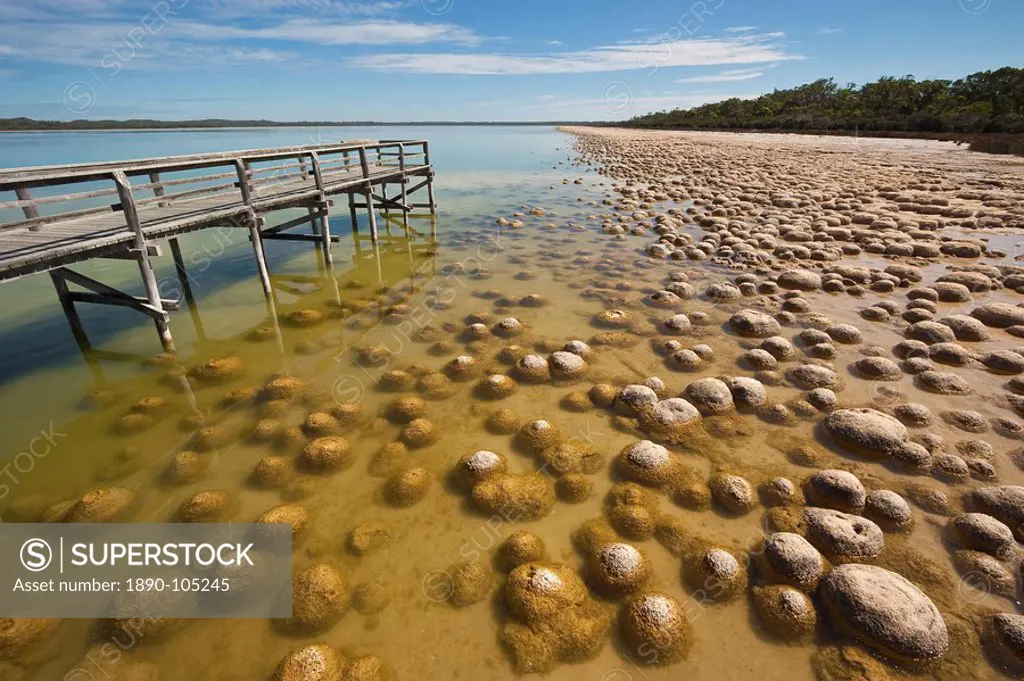 Thrombolites, a variey of microbialite or living rock that produce oxygen and deposit calcium carbonate, similar to some of the earliest fossil forms ...