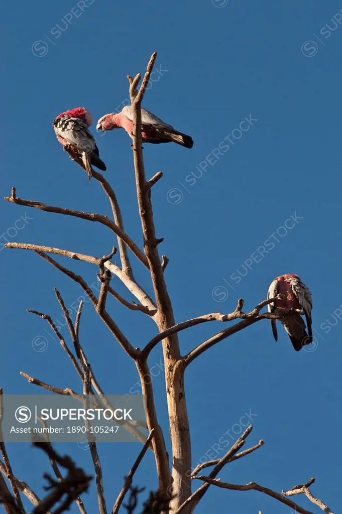 Three galahs or rose_breasted cockatoos Eolophus roseicapilla, in a tree south of Perth, Western Australia, Australia, Pacific