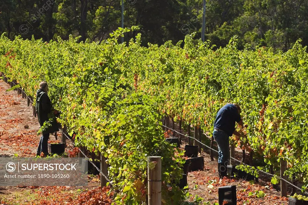 Grape pickers at a winery vineyard in the famous wine growing region of Margaret River, Augusta_Margaret Shire, The South West, Western Australia, Aus...