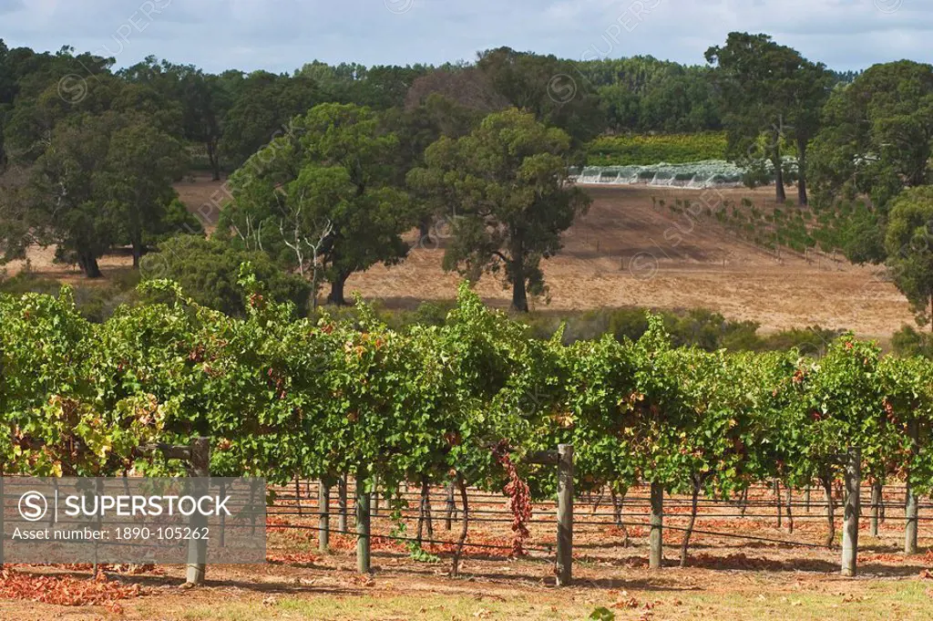 Winery vineyard in the famous wine growing region of Margaret River, Augusta_Margaret Shire, The South West, Western Australia, Australia, Pacific