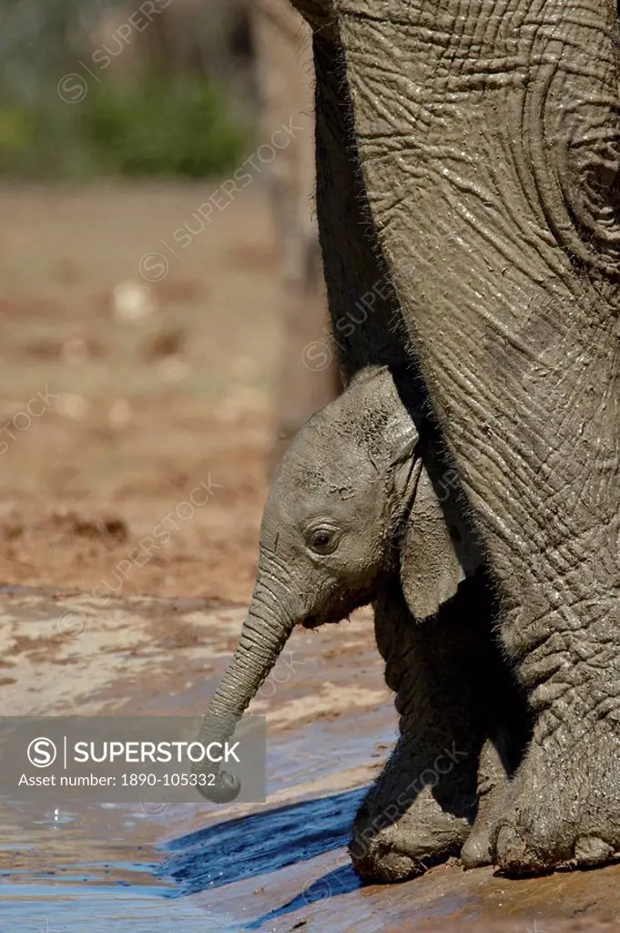 Baby African Elephant Loxodonta africana drinking while standing between its mother´s legs, Addo Elephant National Park, South Africa, Africa