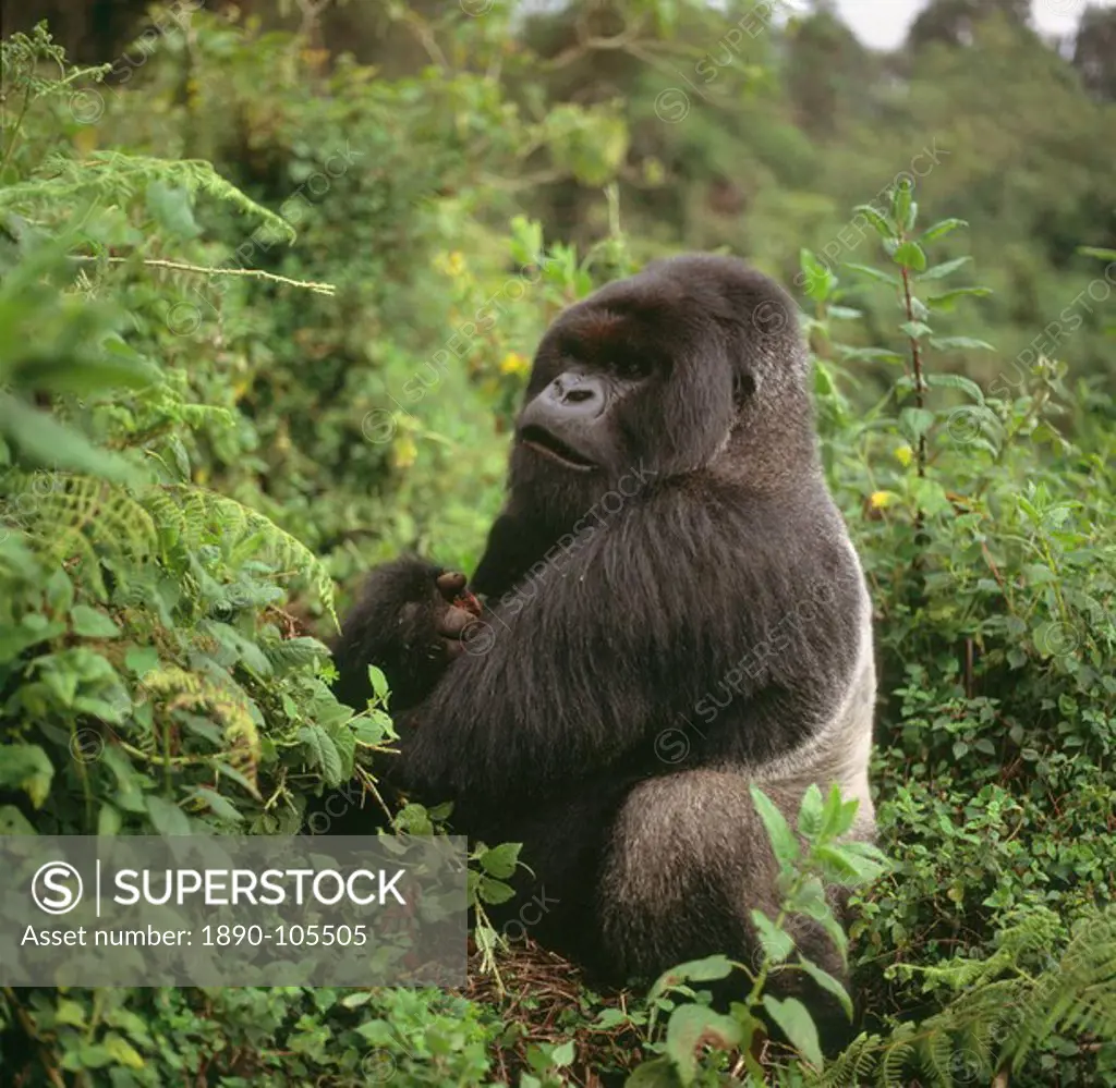 Silverback male Mountain Gorilla Gorilla g. beringei, Virunga Volcanoes, Rwanda, Africa