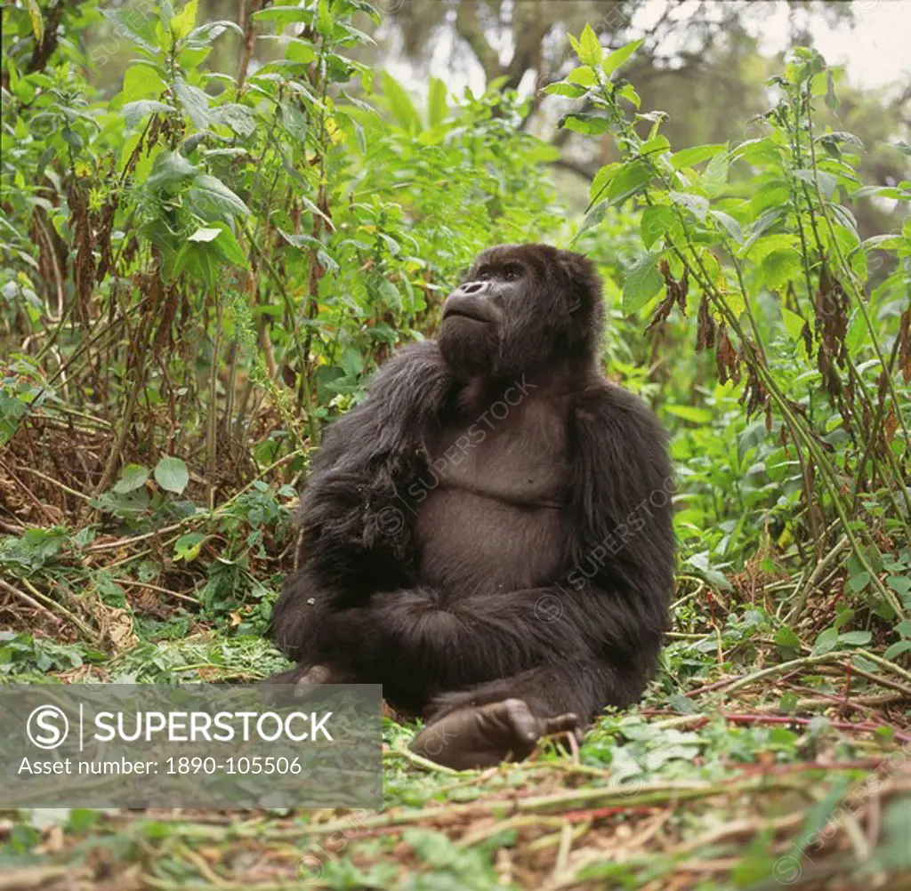 Blackback male Mountain Gorilla Gorilla g. beringei, Virunga Volcanoes, Rwanda, Africa