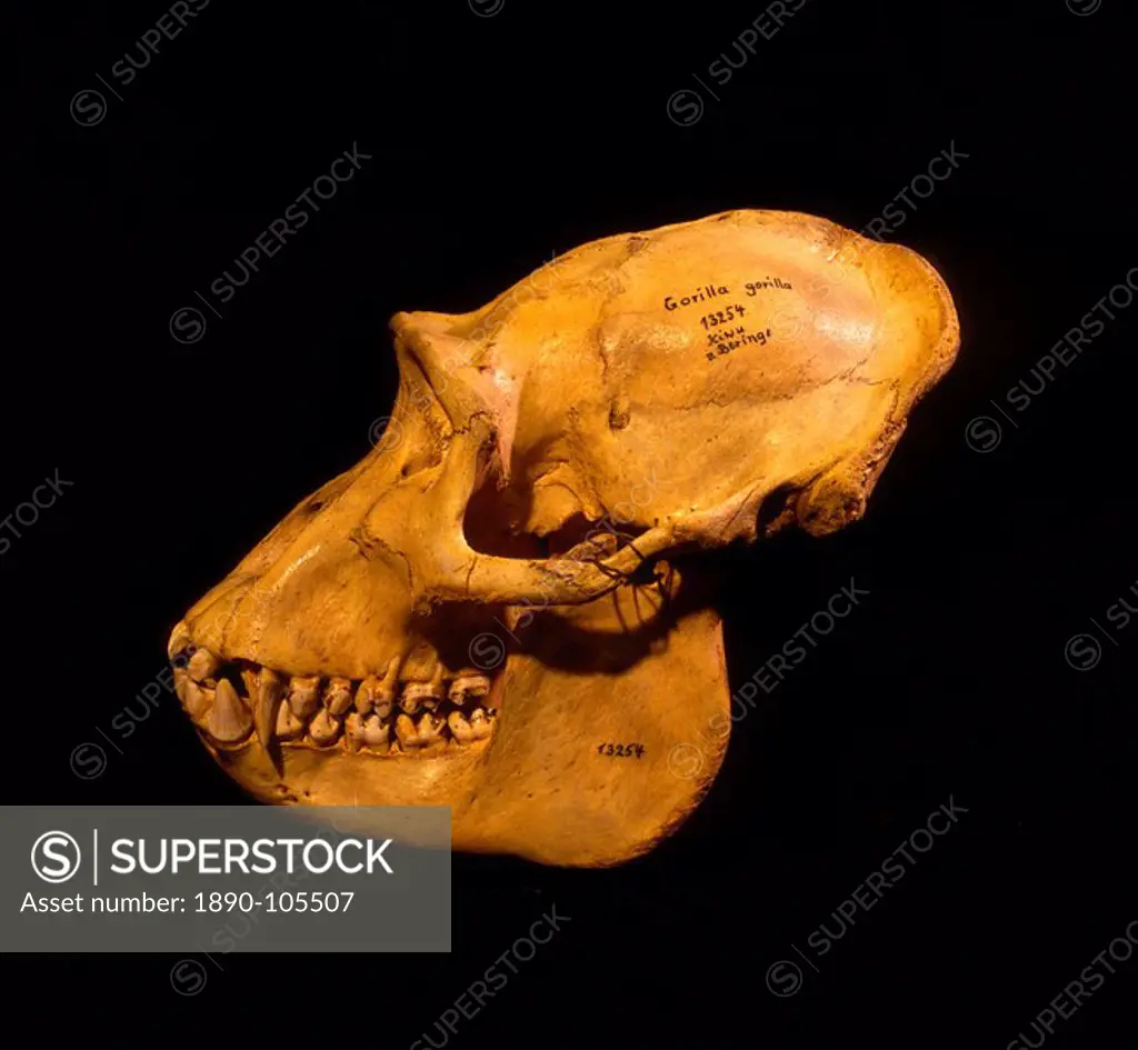 Skull of Mountain Gorilla Gorilla gorilla beringei, holotype 1902, Museum fur Natuurkunde, Berlin, discovered by Captain Robert von Beringe, Virunga V...