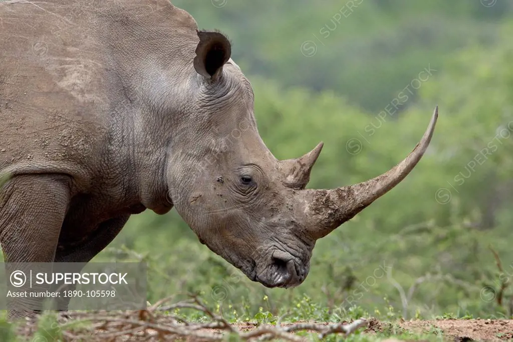 White Rhinoceros Ceratotherium simum, Hluhluwe Game Reserve, South Africa, Africa