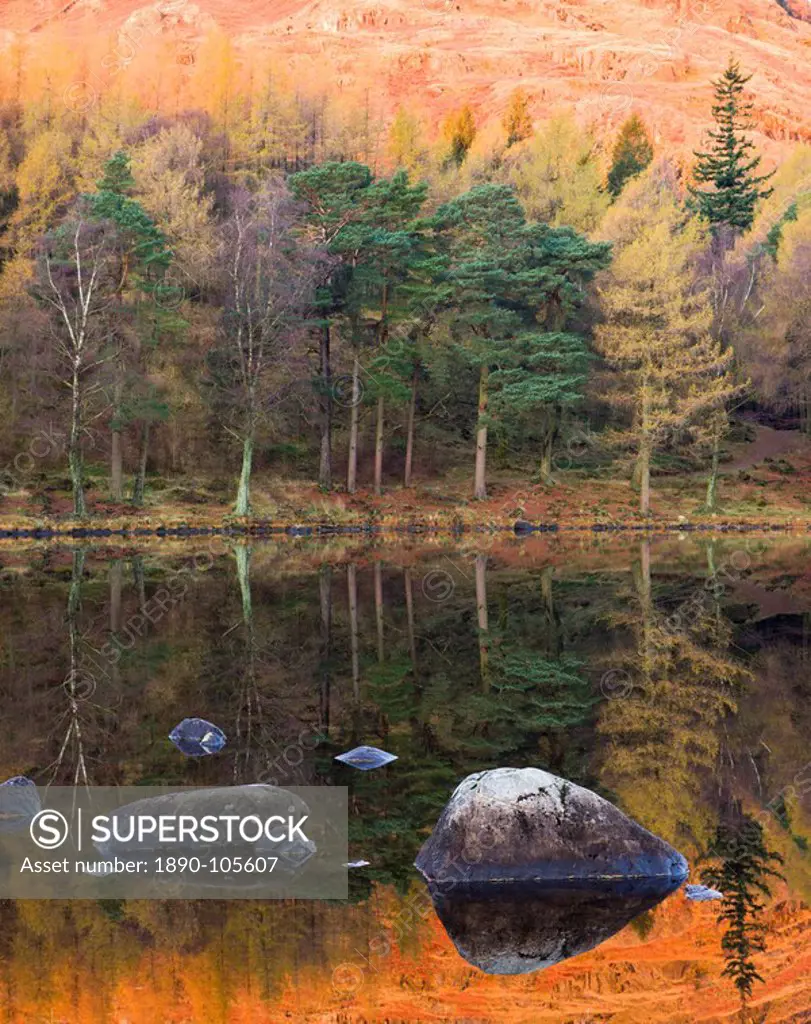 Mountain and tree reflections in Blea Tarn in autumn, Lake District National Park, Cumbria, England, United Kingdom, Europe