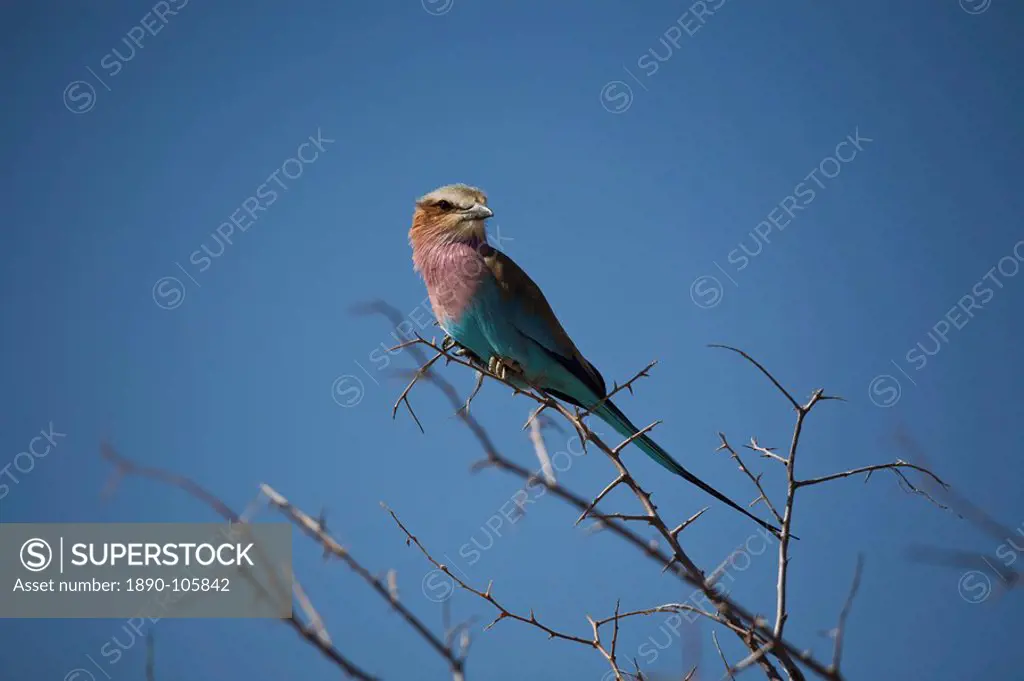 Lilac breasted roller Coracias caudata in tree, Etosha National Park, Namibia, Africa