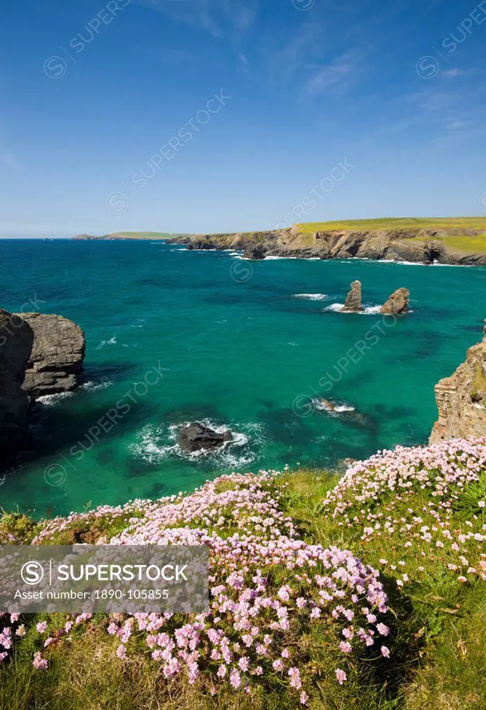 Sea thrift growing on the Cornish clifftops near Porthcothan Bay, Cornwall, England, United Kingdom, Europe