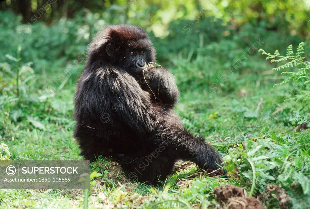 Mountain Gorillas Gorilla gorilla beringei juvenile feeding, Virunga Volcanoes, Rwanda, Africa
