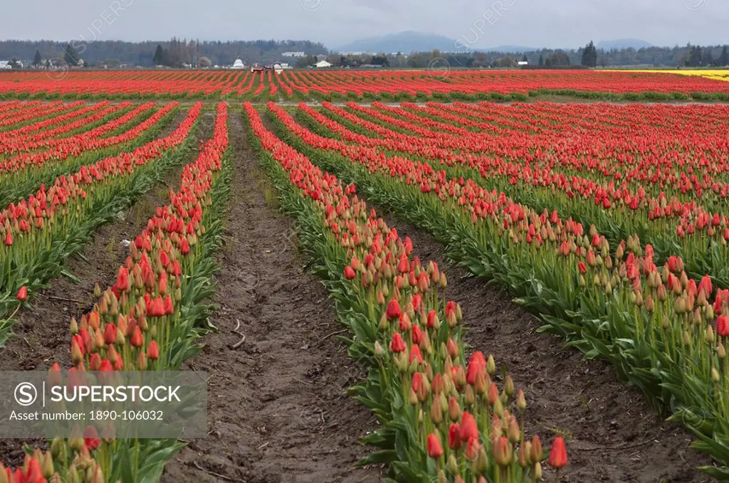Tulips in the Skagit Valley, Washington State, United States of America, North America
