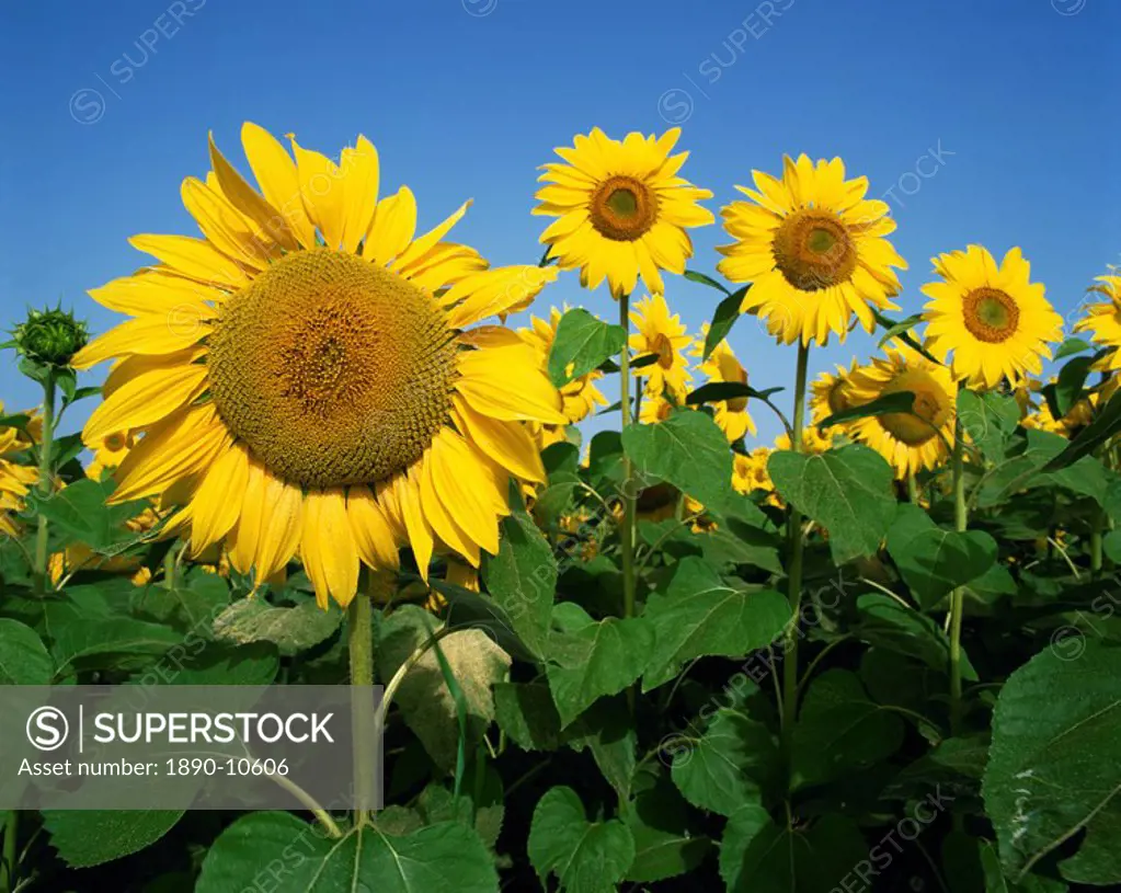 Close_up of sunflowers which are grown for oil, in France, Europe