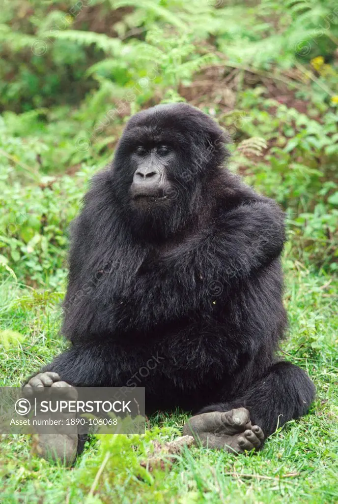 Mountain Gorilla Gorilla gorilla beringei young female, Virunga Volcanoes, Rwanda, Africa
