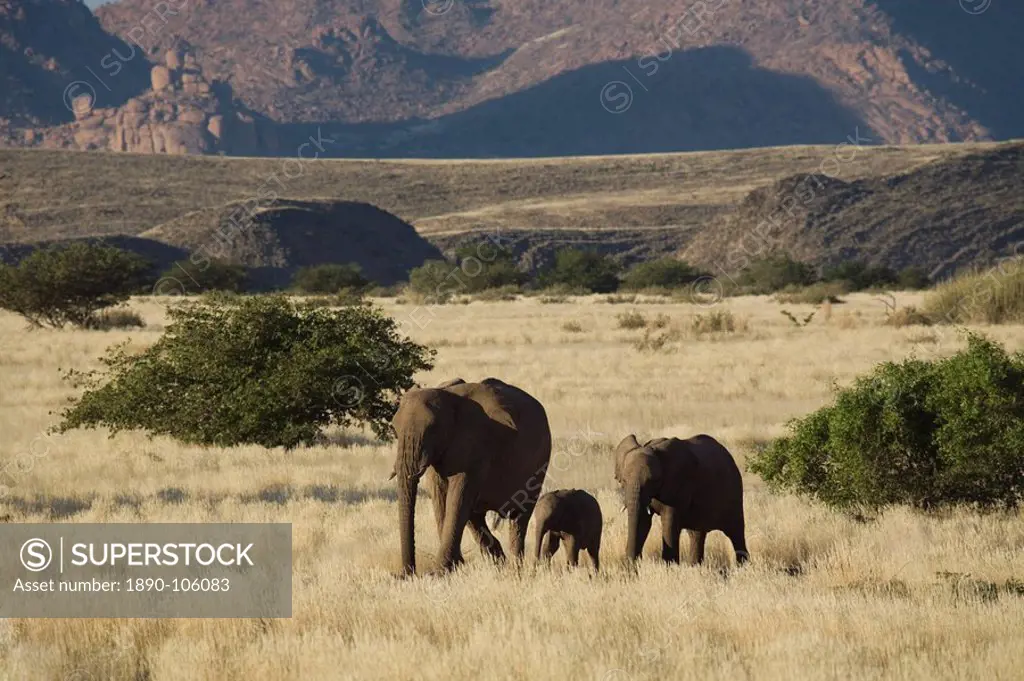 Desert Elephant Loxodonta africana family, Aba_Huab River Valley, Damaraland, Namibia, Africa
