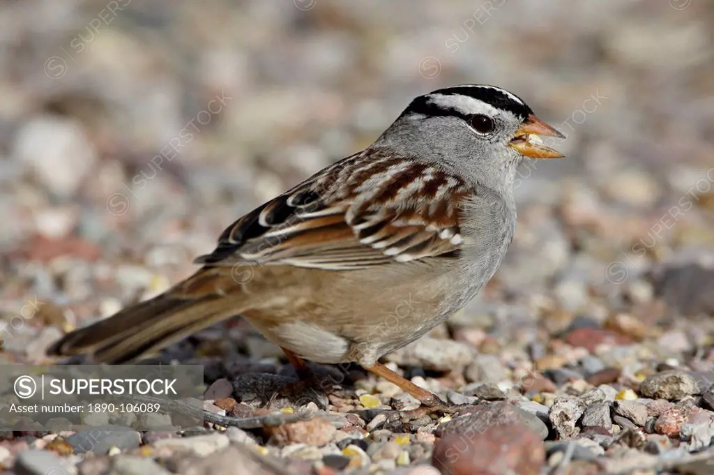 White_crowned Sparrow Zonotrichia leucophrys, Caballo Lake State Park, New Mexico, United States of America, North America