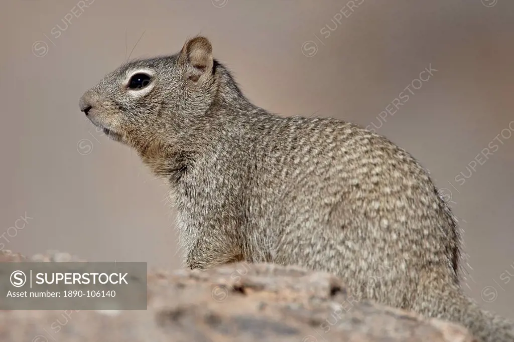 Rock Squirrel Spermophilus variegatus, City of Rocks State Park, New Mexico, United States of America, North America