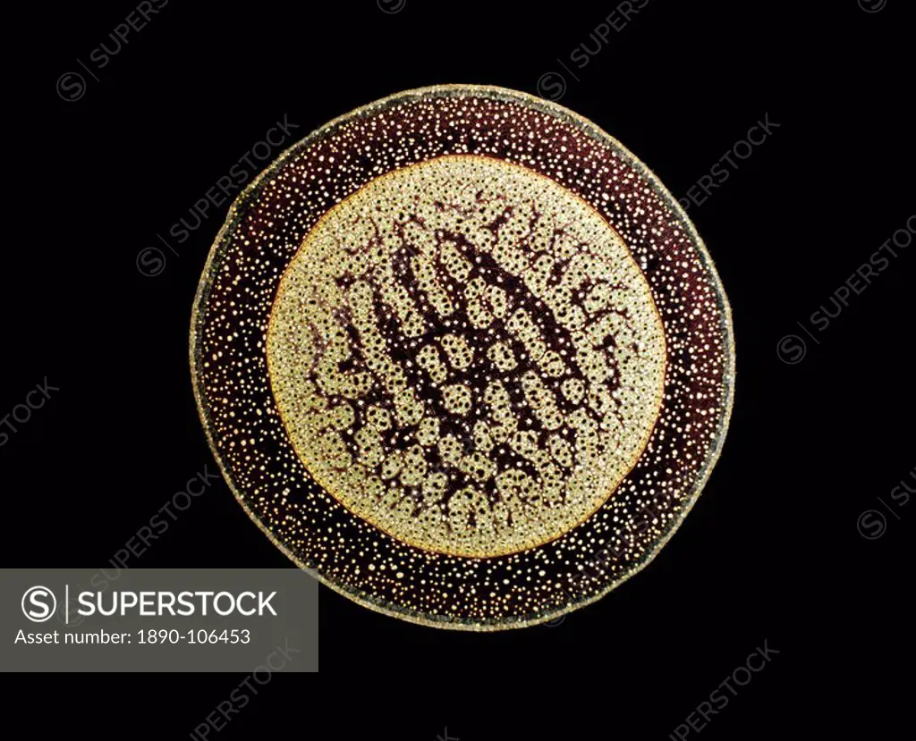Light Micrograph LM of a transverse section of an aerial root of a Pandanus sp., magnification x30