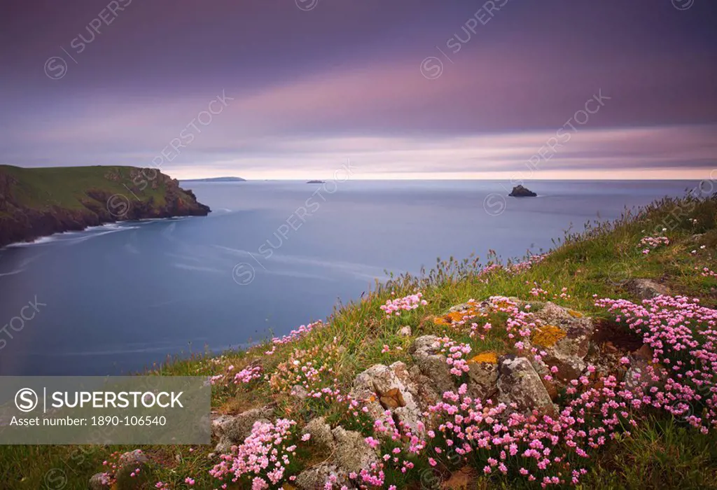 Sea thrift Armeria maritima growing on the Cornish clifftops, looking towards Pentire Point and Trevose Head, Cornwall, England, United Kingdom, Europ...