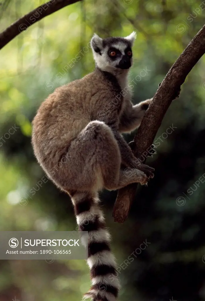 Ring_tailed Lemur Lemur catta on tree, Berenty, Southern Madagascar, Africa