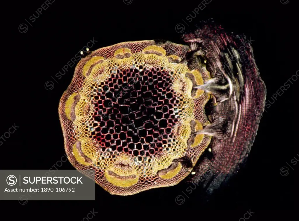 Light Micrograph LM of a transverse section of a stem of Clover Trifolium sp. with an unidentified parasite attached