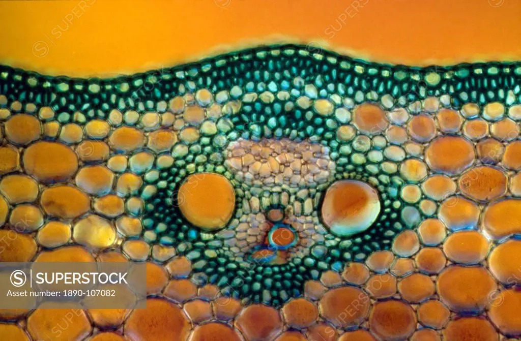 Light Micrograph LM of a transverse section of a Maize stem Zea sp. showing vascular bundle, cortex and epidermis, magnification x600