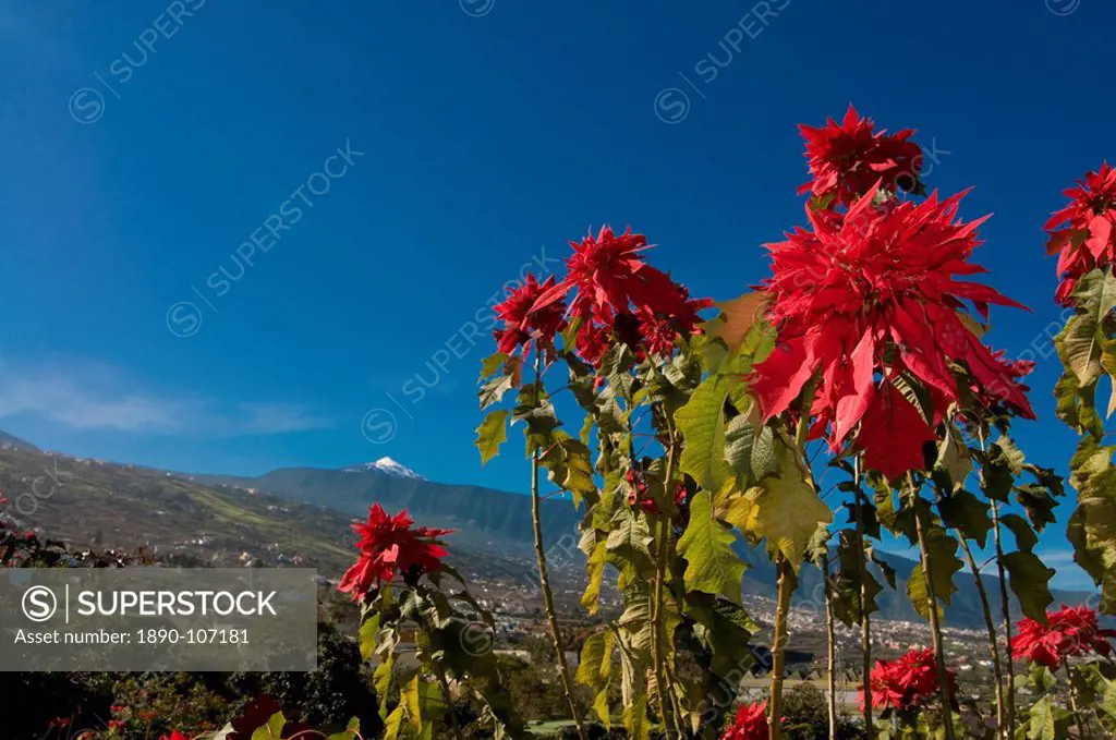 Beautiful flowers in front of the volcano El Teide, Tenerife, Canary Islands, Spain, Europe