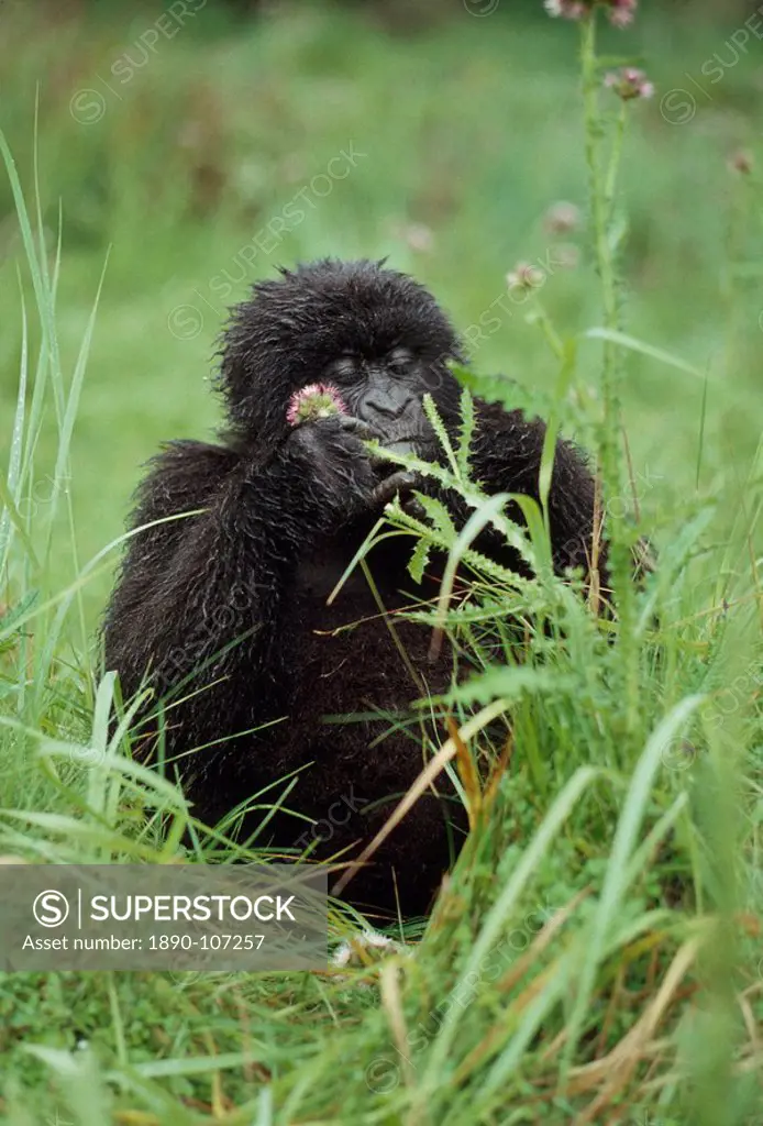 Mountain Gorillas Gorilla g. beringei young female feeding, Virunga Volcanoes, Rwanda, Africa
