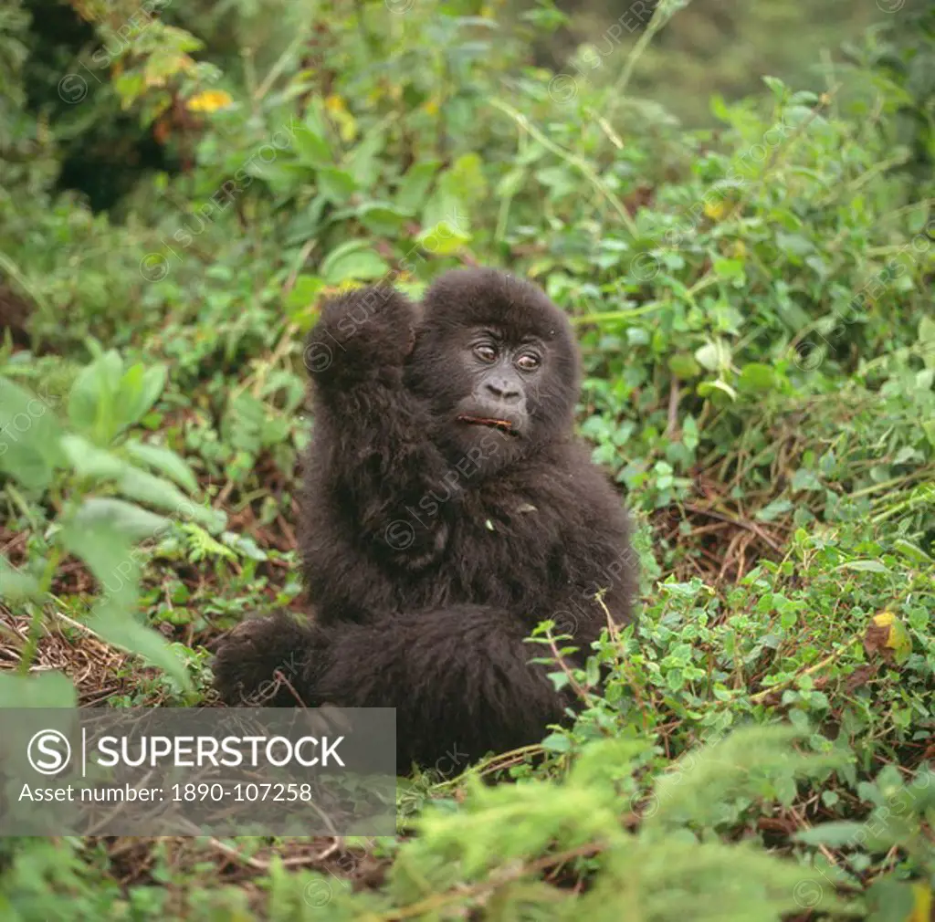 Mountain Gorilla Gorilla gorilla beringei juvenile, Virunga Volcanoes, Rwanda, Africa