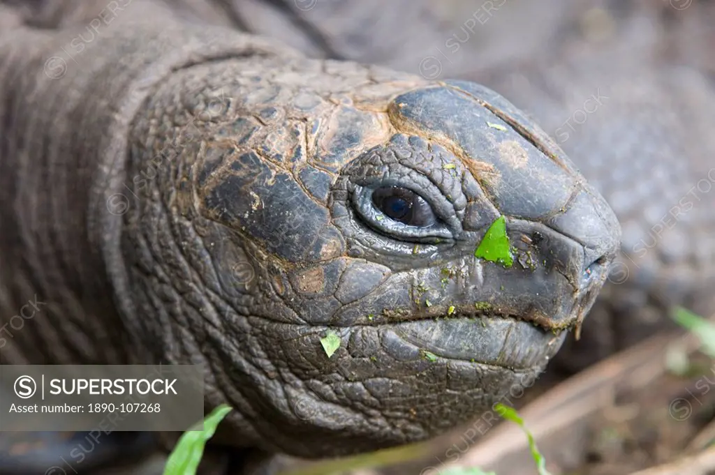 Head of Seychelles giant tortoise Geochelone gigantea at the Jardin du Roi spice garden near Anse Royale, Anse Royale district, Island of Mahe, Seyche...