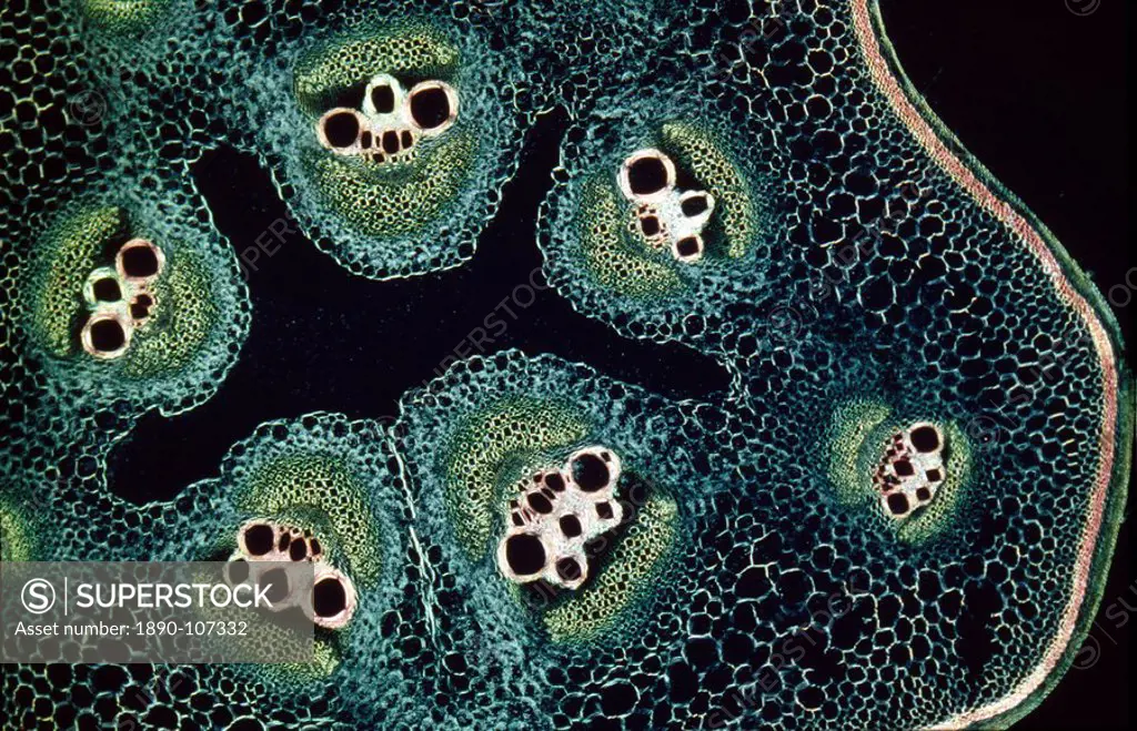 Light Micrograph LM of a transverse section of a stem of a Marrow Cucurbita sp., magnification x12