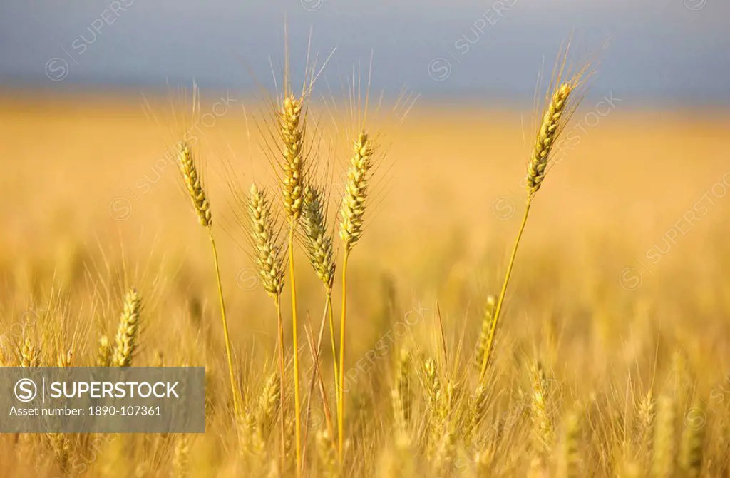 Wheat field, Eure, France, Europe