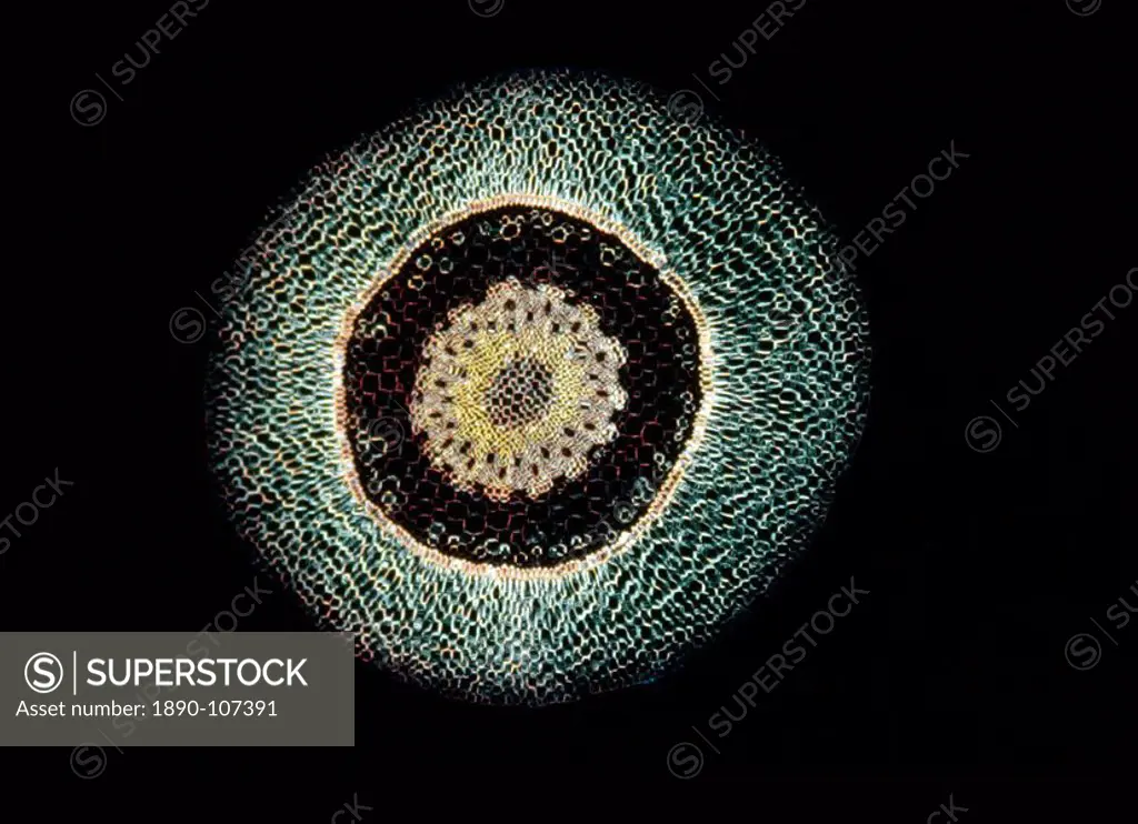 Light Micrograph LM of a transverse section of an aerial root of Orchid Dendrobium sp., magnification x 30