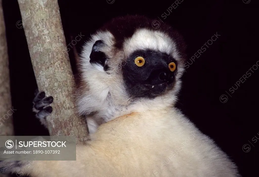 Portrait of a Verreaux´s Sifaka Propithecus verreauxi sitting on tree, Berenty Reserve, Southern Madagascar, Africa