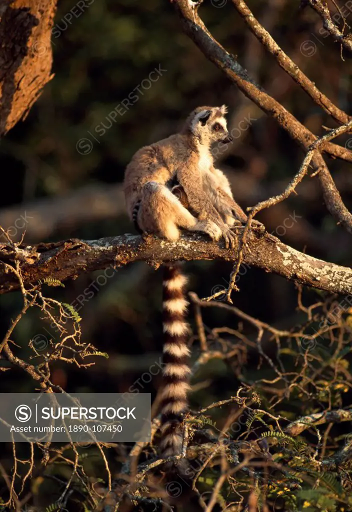 Ring_tailed Lemur Lemur catta sitting on tree, Berenty, Southern Madagascar, Africa