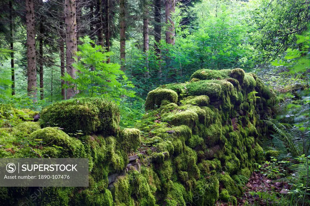Moss covered remains of a dry stone wall in a woodland, Brecon Beacons National Park, Powys, Wales, United Kingdom, Europe