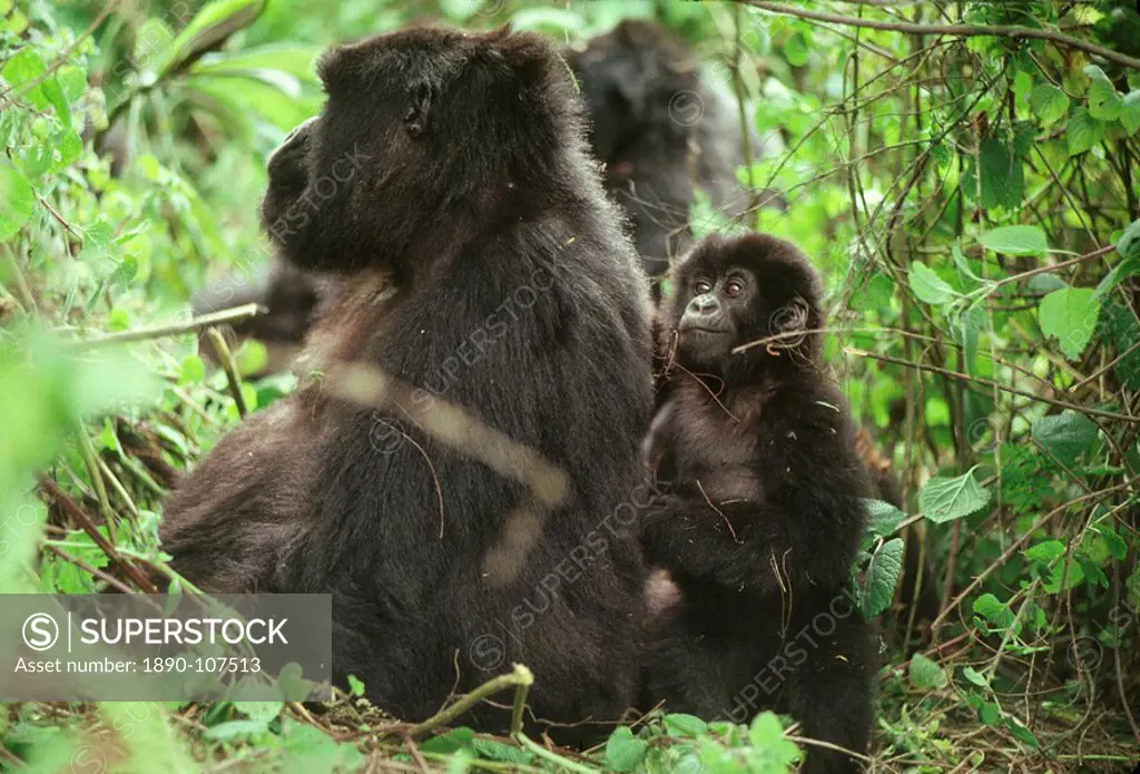 Female Mountain Gorillas Gorilla g. beringei with infant, Virunga Volcanoes, Rwanda, Africa