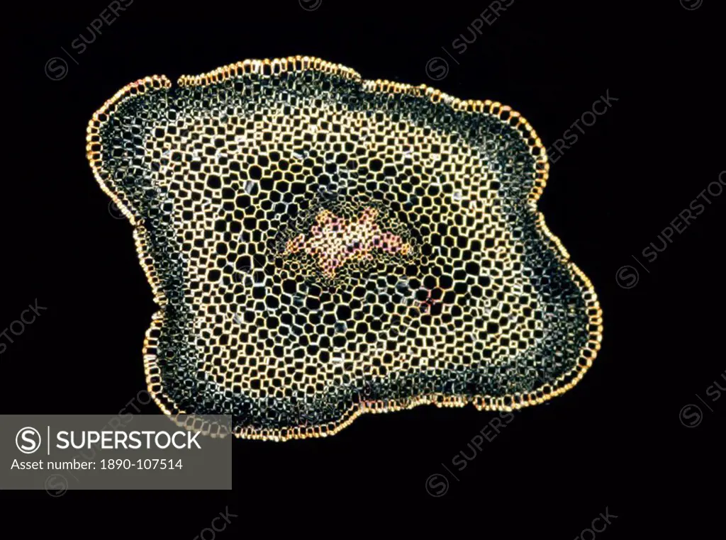 Light Micrograph LM of a transverse section of a stem of Whisk Fern Psilotum nudum, magnification x 18