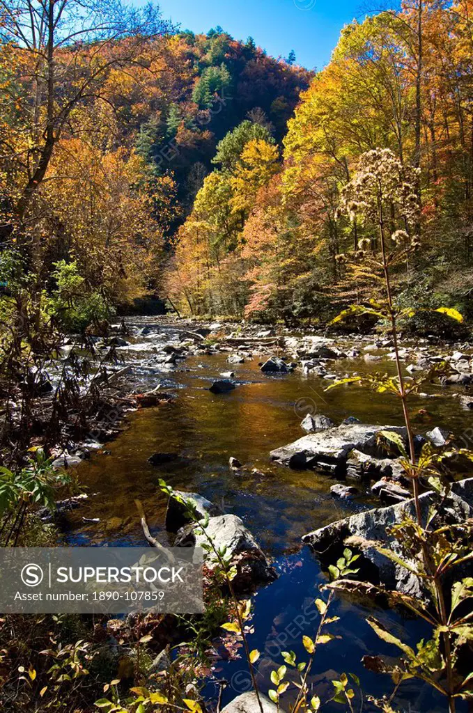 River and colourful foliage in the Indian summer, Great Smoky Mountains National Park, UNESCO World Heritage Site, Tennessee, United States of America...