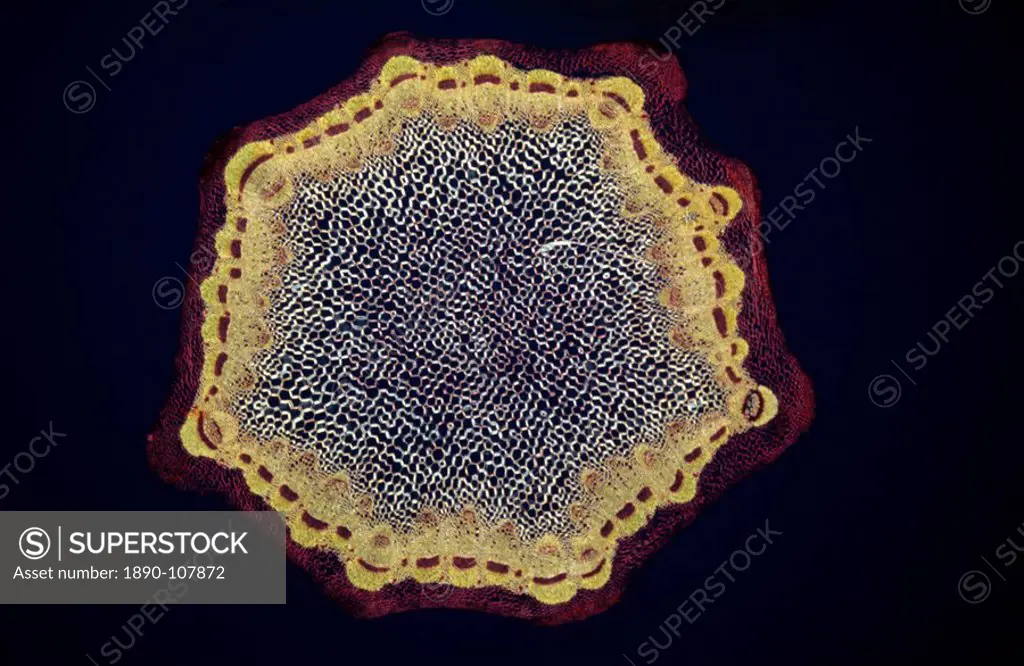 Light Micrograph LM of a transverse section of a Dandelion stem Taraxacum officinale, magnification x24