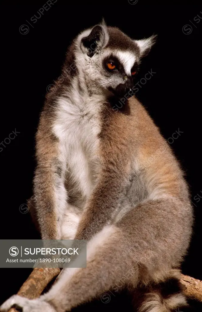 Ring_tailed Lemur Lemur catta resting, Berenty, Southern Madagascar, Africa